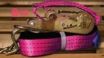 Ratchet Strap Buckle Load Binder
